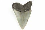 Bargain, Juvenile Megalodon Tooth - North Carolina #190916-1